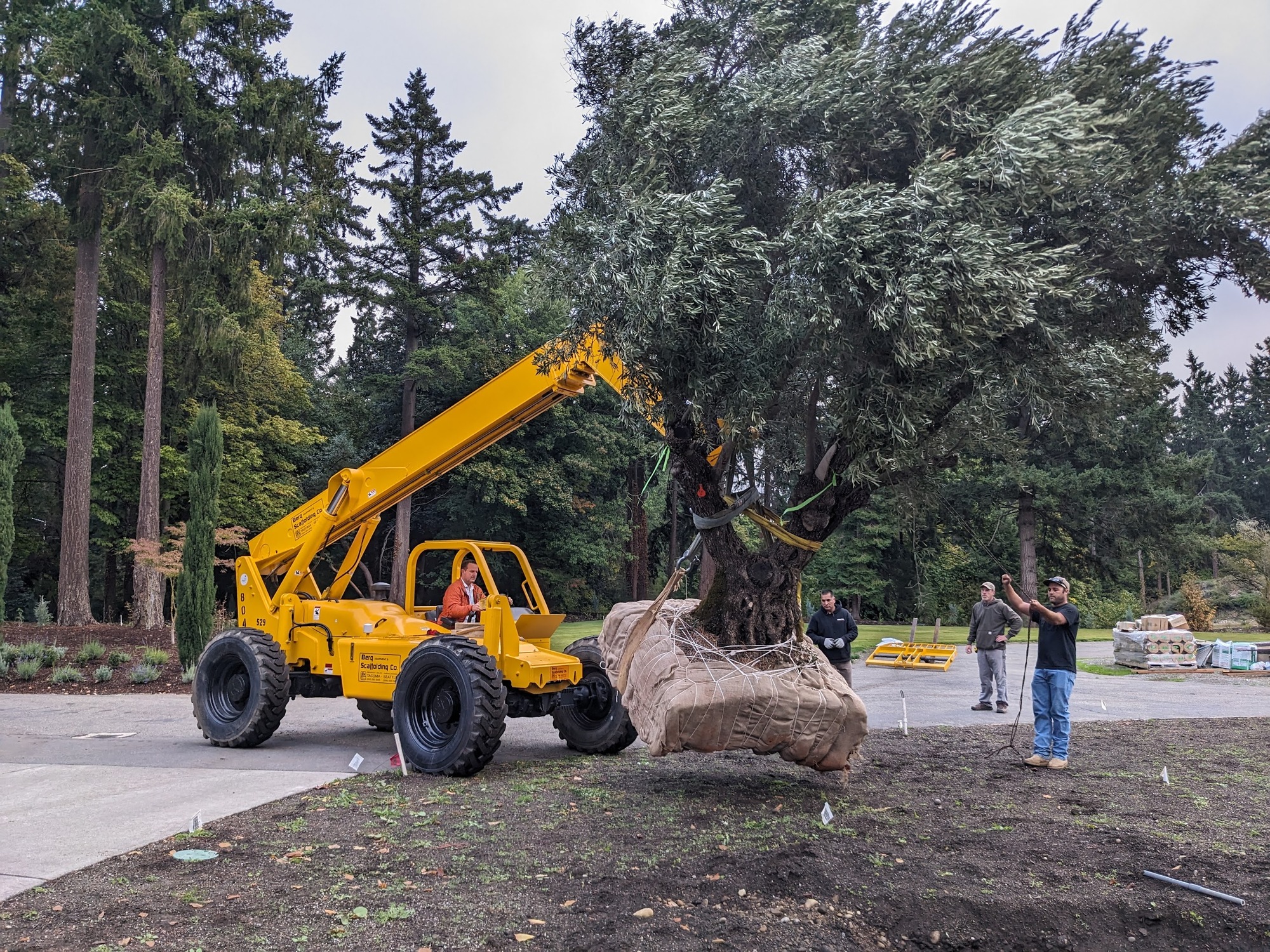 A heavy equipment operator brings the olive tree into position another man holds a support line while others look on from a distance