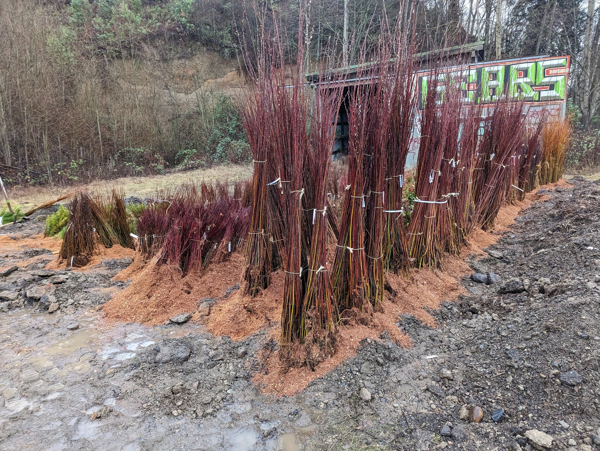 Stacks of live stake are set into mounds of mulch prior to installation